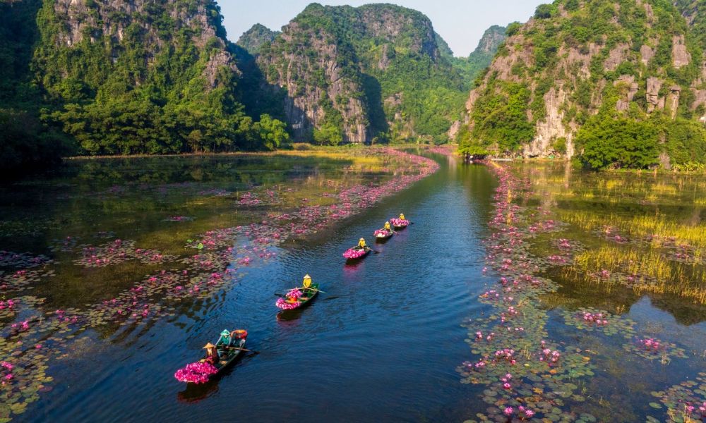 ninh-binh-water-lily-season